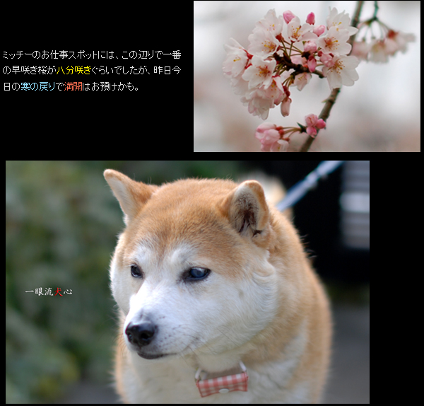 春色々F.jpg